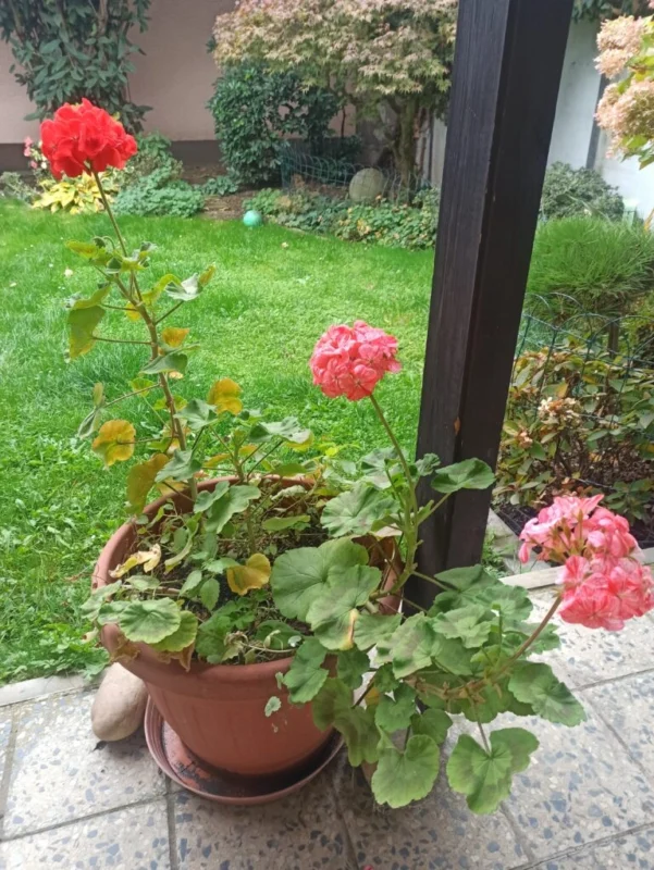 Jak přezimovat muškáty obrázek č. 10