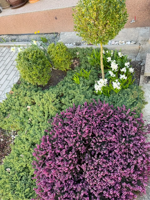 Vřesovec není vřes obrázek č. 6