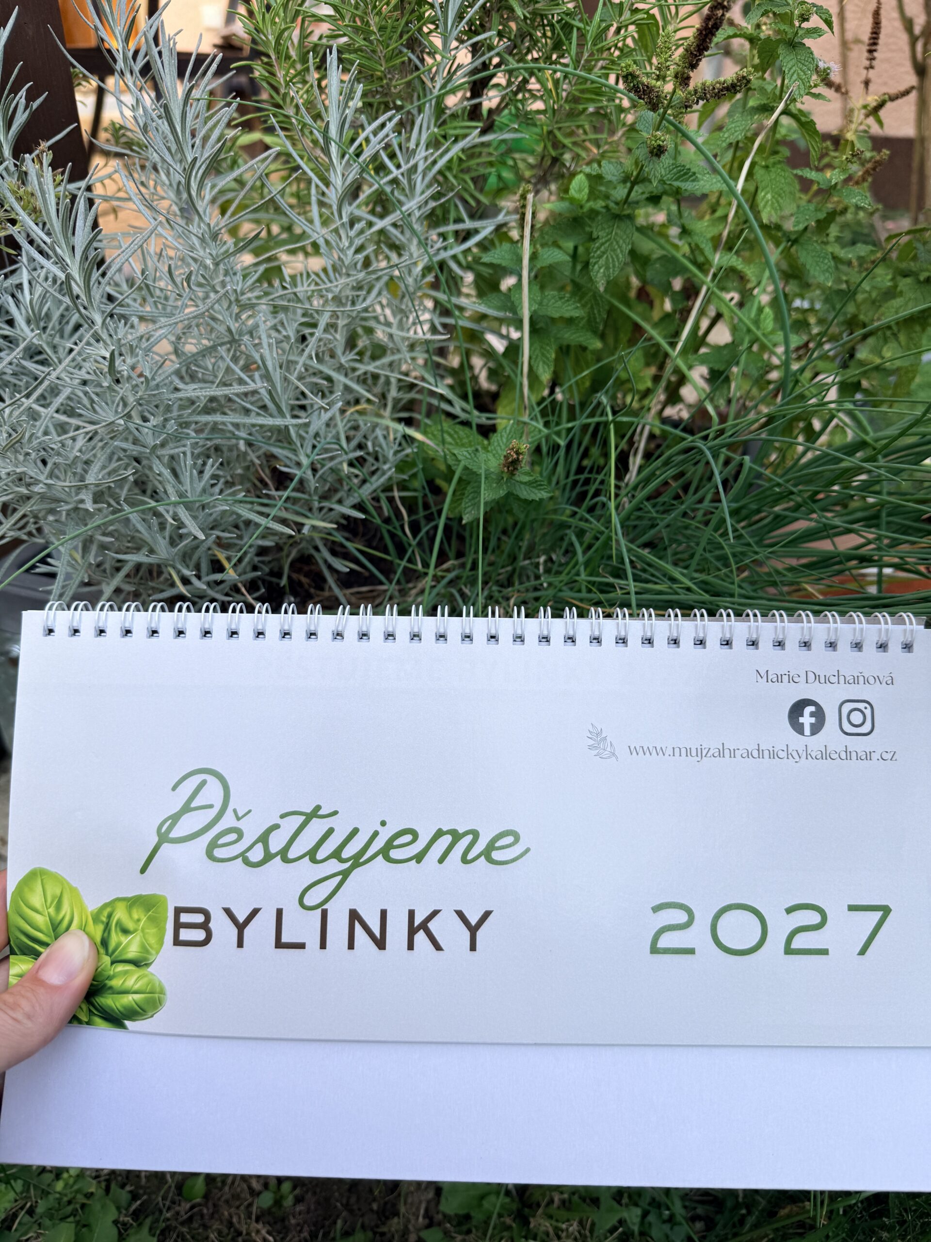 Pěstujeme bylinky 2027 - Obrázek 6